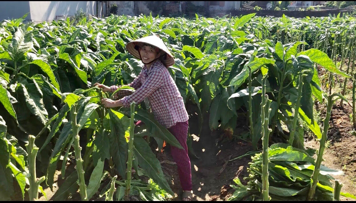nghe trong thuoc lao tại thanh hoá