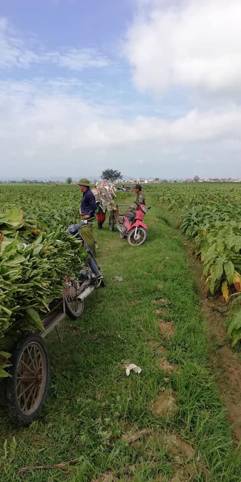 thuoc lao 2