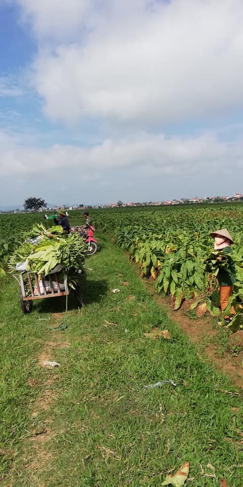 cách chọn thuốc lào thơm