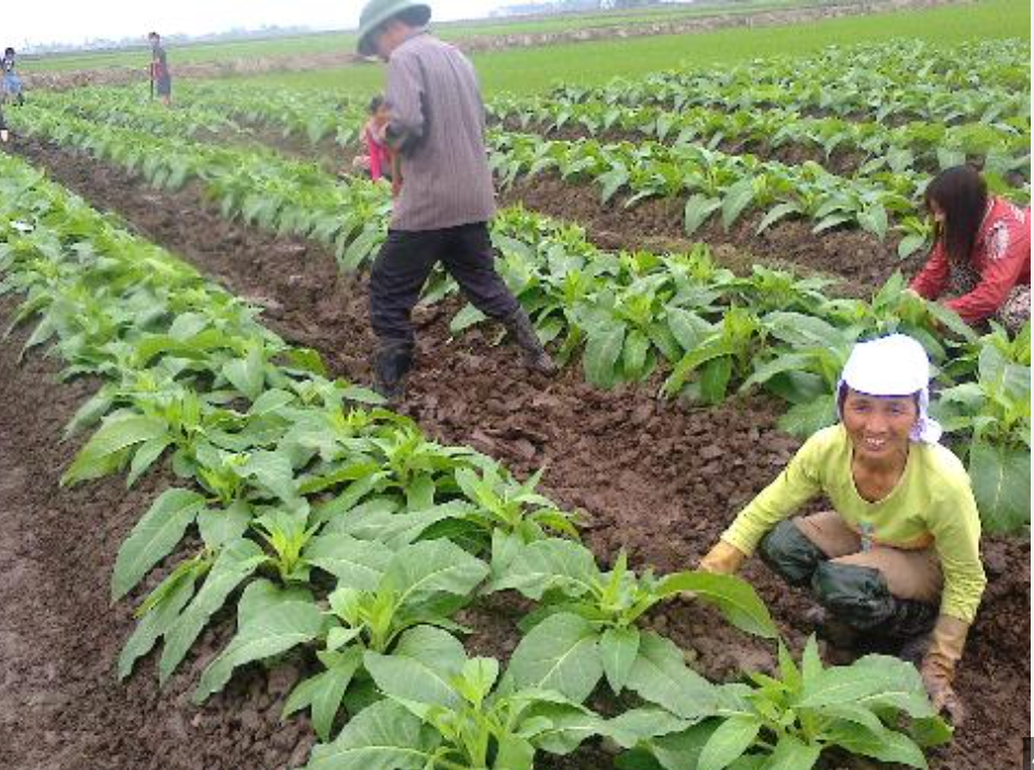 trồng thuốc lào tại thanh hoá