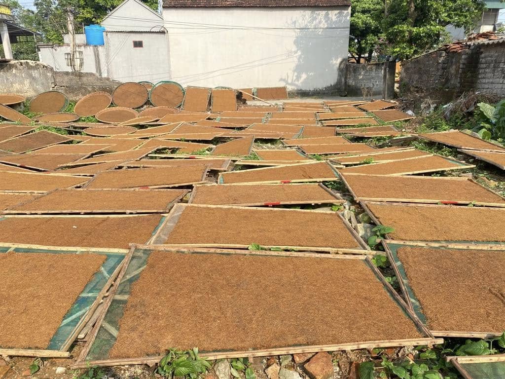 thuoc lao quang xuong - thanh hoa