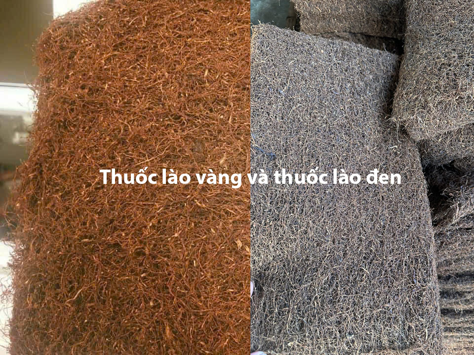 Thuốc-lào-vàng-và-thuốc-lào-đen